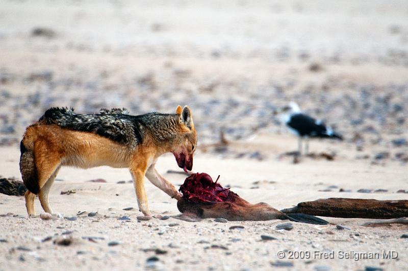 20090605_155656 D300 X1.jpg - Various stages of the Jackal feeding on the seal